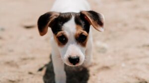 Adorable Jack Russell Terrier Puppy on Sandy Beach