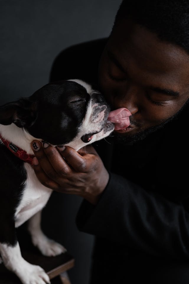 Boston terrier licking nose of black man