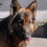 long coat german shepherd