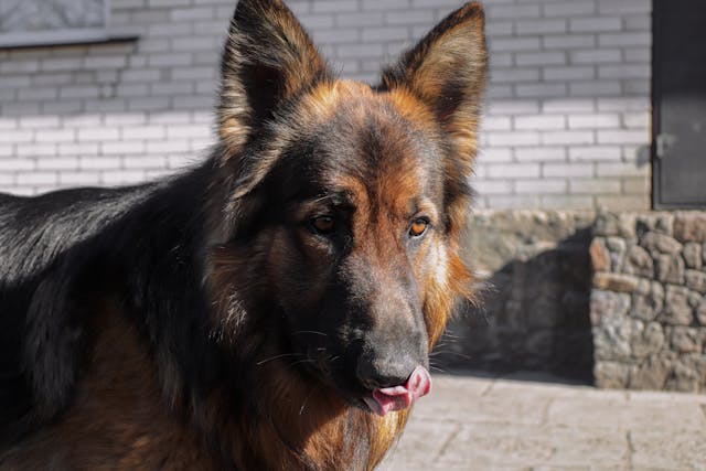 long coat german shepherd