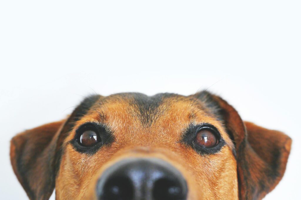Best Homemade Dog Food Recipes (Vet-Approved)
