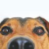 Best Homemade Dog Food Recipes (Vet-Approved)
