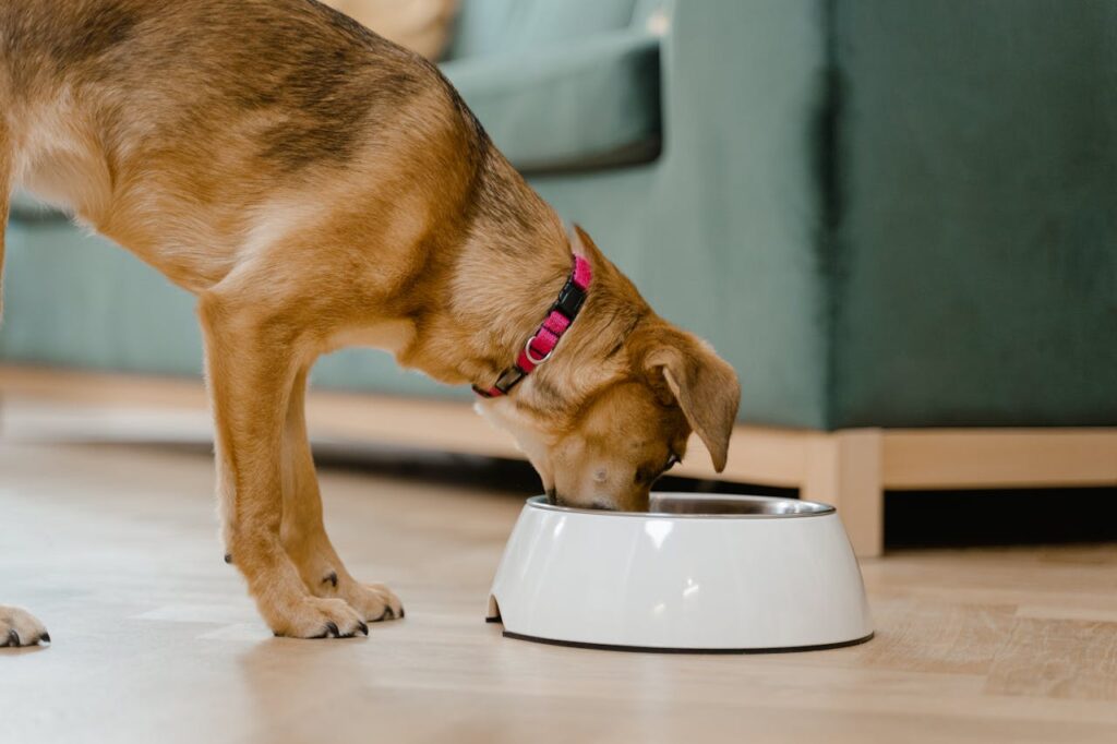 A brown dog wearing a pink collar eating from a white food bowl indoors, representing healthy human foods dogs can safely eat