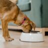 A brown dog wearing a pink collar eating from a white food bowl indoors, representing healthy human foods dogs can safely eat