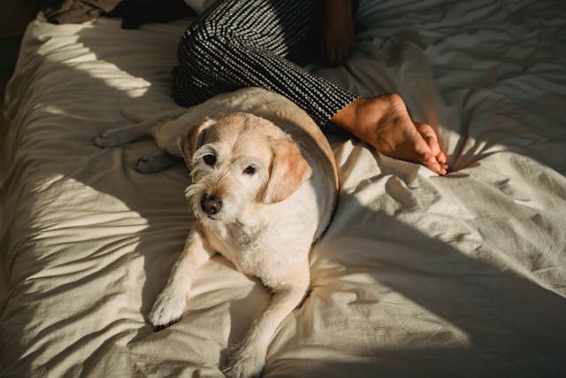 dog leaning with owner