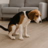8 Clear Signs Your Dog Needs to Potty