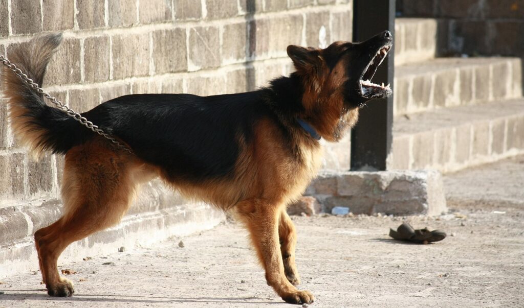 german shepherd dog is barking