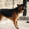 german shepherd dog is barking