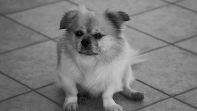 Adorable Pekingese Dog Sitting on Tiled Floor