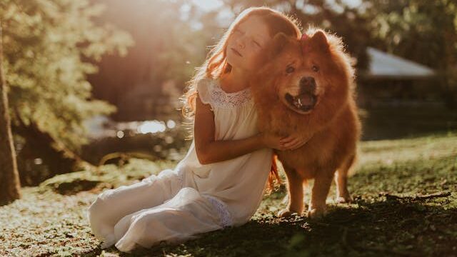 Girl Hugging Adult Chow Chow Sitting on Grass Field