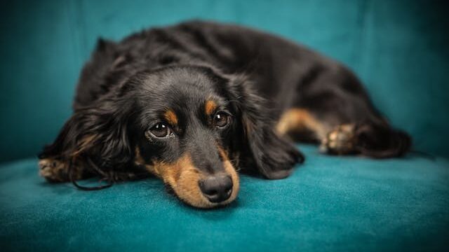 Black and Tan Long Coat Dog