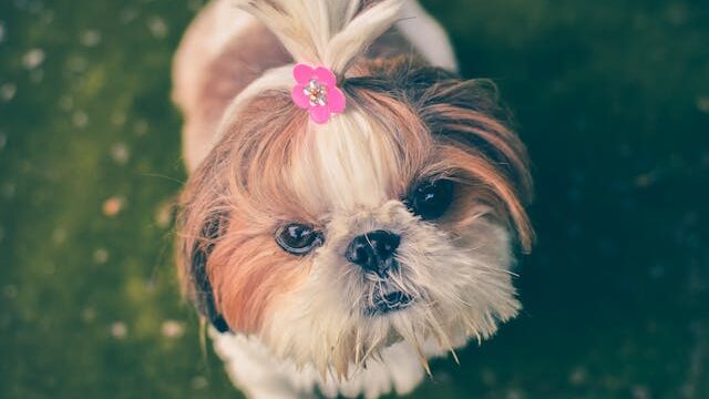 Adult Shih-tzu Standing on Green Grass