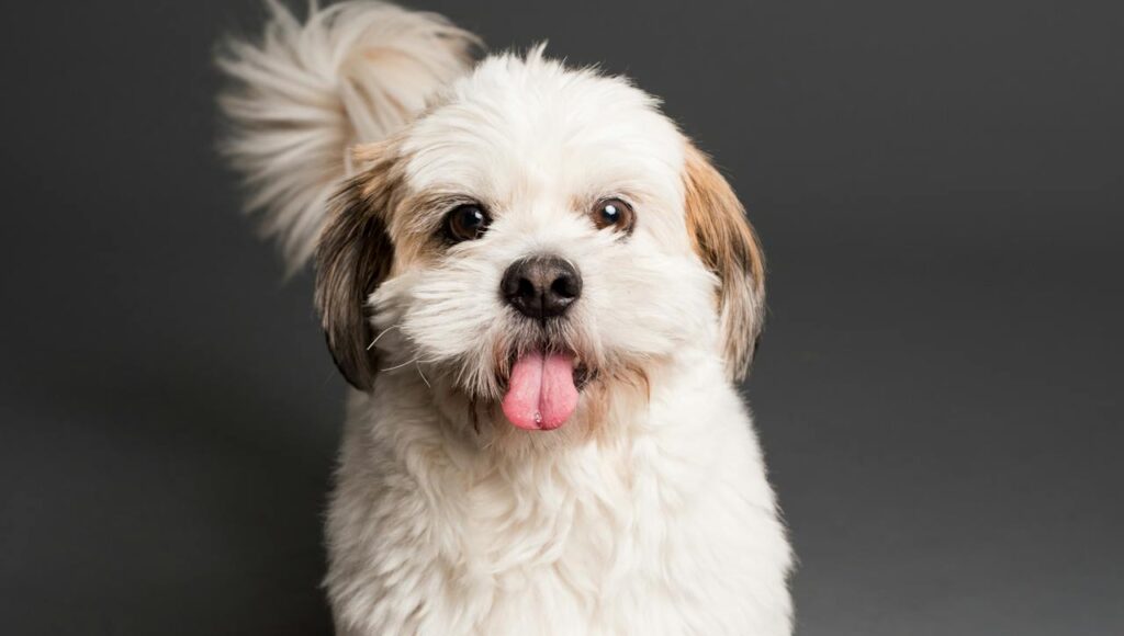 Shih Tzu Photo on Studio Shot