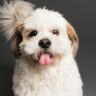 Shih Tzu Photo on Studio Shot