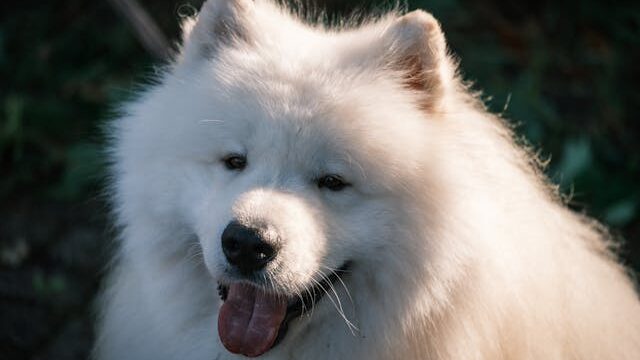 Charming Samoyed in Warm Sunlight Outdoors