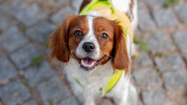 Cavalier King Charles Spaniel