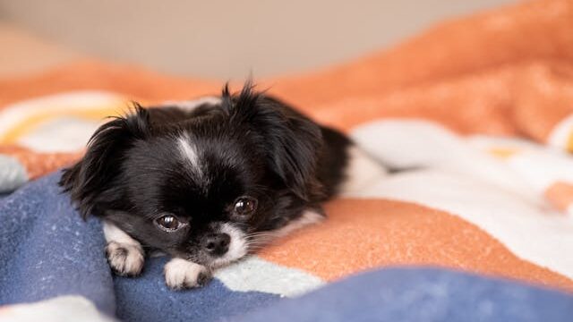 Little Puppy Lying on a Blanket